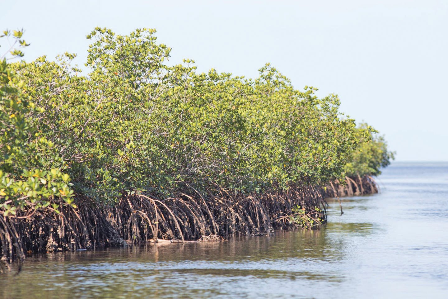 Photo of mangrove trees in the Gulf.